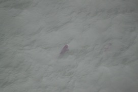 Missing Picture